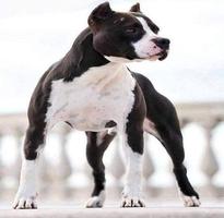 برنامه‌نما ♥I love pitbulls♥ عکس از صفحه