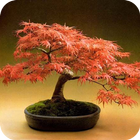 Bonsai Ideas ícone