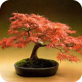 Bonsai Ideas icône