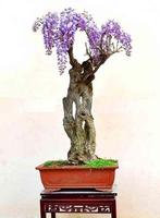 Bonsai Ideas ảnh chụp màn hình 3