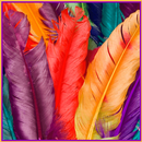 Colored Feather APK
