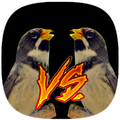 Coleiro Combate