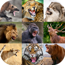 Animal Sounds APK