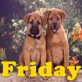 Friday