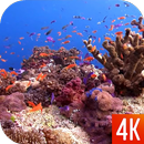 Fish 4K Video Live Wallpaper APK