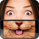 Fluffy kittens mask APK