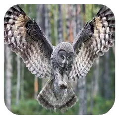 Flying Owl Live Wallpaper APK download