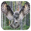 Flying Owl Live Wallpaper