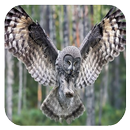Flying Owl Live Wallpaper APK