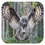 Flying Owl Live Wallpaper icône