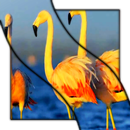 APK Flamingo HD Video Wallpaper