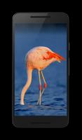 Flamingo HD Video Wallpaper 截圖 2