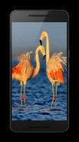 Flamingo HD Video Wallpaper 截圖 3