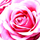 flowers for you APK