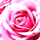 Flores para ti APK