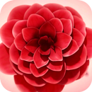 Flower Blossomed Live Wallpap APK