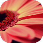 Flower Opening Live Wallpaper آئیکن