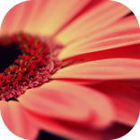 Flower Opening Live Wallpaper