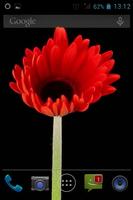 Flower Opening Live Wallpaper پوسٹر
