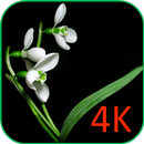 Kwiaty Na Czarnym Tapety Na Ży aplikacja