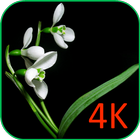 Flowers On Black VWallpaper icon