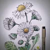 Flower Sketches Affiche