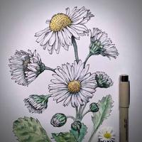 Flower Sketches پوسٹر