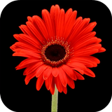 Flowers Video Wallpaper icon