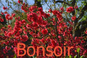 Bonsoir اسکرین شاٹ 1