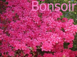 Bonsoir اسکرین شاٹ 2