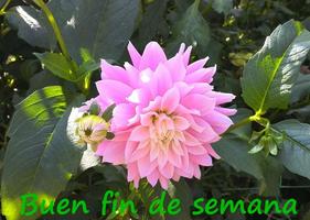 Buen fin de semana स्क्रीनशॉट 2