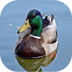 Duck Sounds mp3
