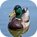 Duck Sounds आइकन