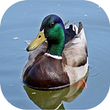 Duck Sounds 아이콘