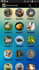 Duck Sounds mp3 APK Herunterladen