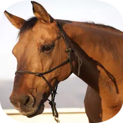 Horse Sounds Free APK download