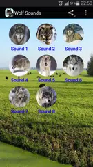 Wolf Sounds Free APK Herunterladen