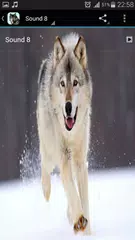 Wolf Sounds Free APK Herunterladen