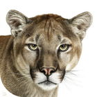 Animal Sounds आइकन