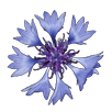 Pocket Flora APK