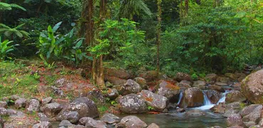 Martinique tour by bois lélé