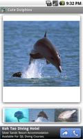 Cute Dolphins Affiche