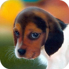 Lovely Pets icon