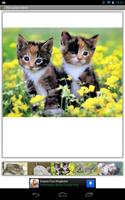The Cutest Kitten постер