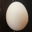 GillouEgg icône