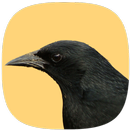 Melro Selvagem APK