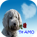 Frases de amor romántico APK