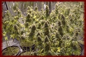Marijuana Grows wallpapers screenshot 1