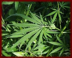 Marijuana Grows wallpapers screenshot 2