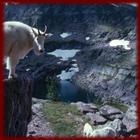 Mountain Goats wallpapers আইকন